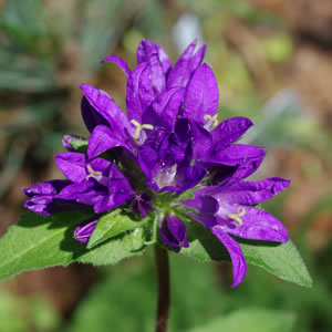 Campanula americana